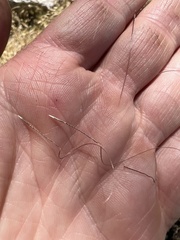 Austrostipa scabra falcata