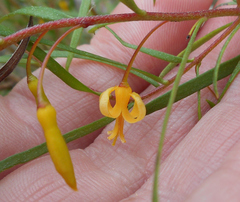 Persoonia nutans