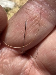 Austrostipa scabra falcata