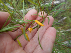 Persoonia nutans