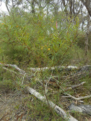 Persoonia nutans