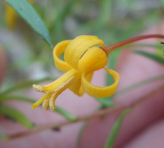 Persoonia nutans