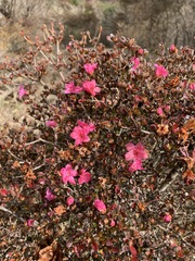 Rhododendron kiusianum