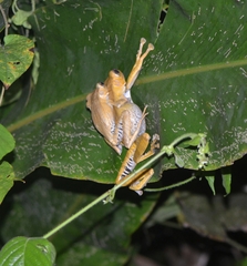 Polypedates otilophus