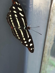 Catonephele acontius