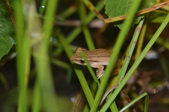 Polypedates otilophus