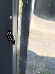 Catonephele acontius