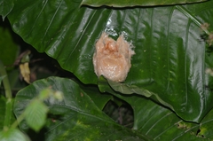 Polypedates otilophus