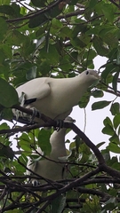 Ducula spilorrhoa