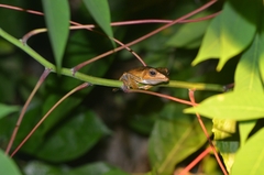 Polypedates otilophus