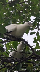 Ducula spilorrhoa