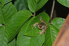 Polypedates otilophus