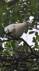 Ducula spilorrhoa