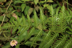 Pteridium esculentum