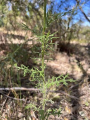 Senecio bathurstianus