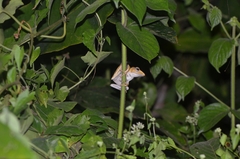 Polypedates otilophus