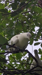 Ducula spilorrhoa