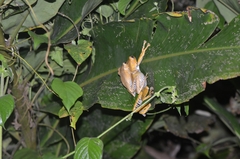 Polypedates otilophus