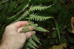 Pteridium esculentum