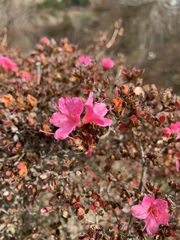 Rhododendron kiusianum