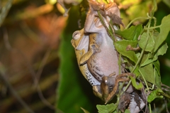 Polypedates otilophus