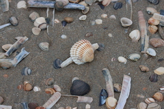 Acanthocardia tuberculata