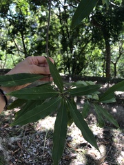 Lithocarpus hancei