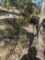 Senecio bathurstianus
