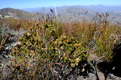 Agathosma alticola