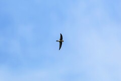 Aerodramus germani