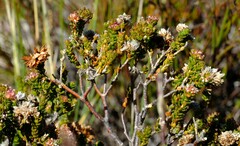 Agathosma alticola