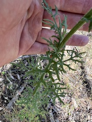 Senecio bathurstianus