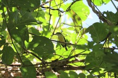 Arachnothera longirostra