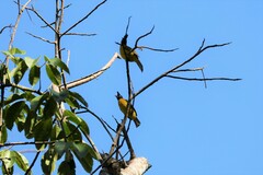 Rubigula flaviventris