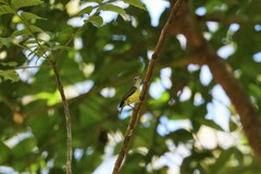 Arachnothera longirostra