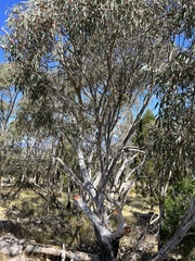 Eucalyptus blakelyi