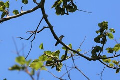 Chrysococcyx maculatus