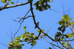 Chrysococcyx maculatus