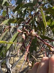 Eucalyptus blakelyi