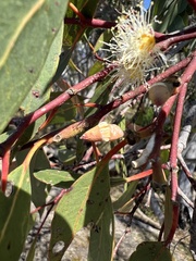 Eucalyptus blakelyi