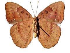 Hamanumida daedalus