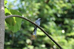 Dicrurus leucophaeus leucogenis