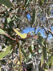 Eucalyptus blakelyi