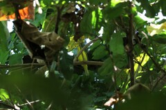 Aegithina lafresnayei