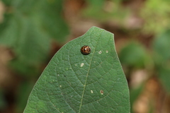Henosepilachna vigintisexpunctata