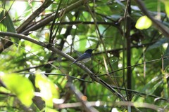Cyornis hainanus