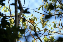 Rubigula flaviventris