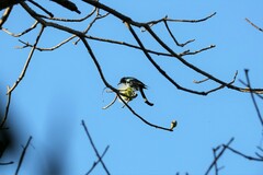 Dicrurus hottentottus