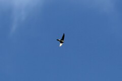 Aerodramus germani