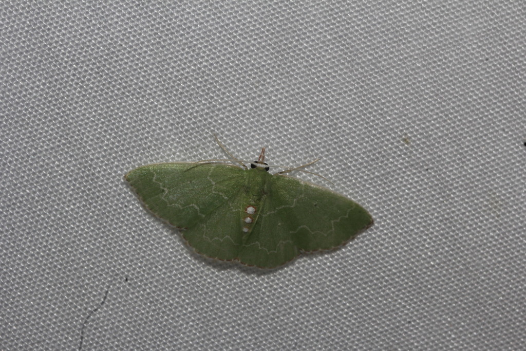 Synchlora irregularia